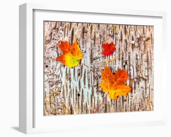 Maple leaves on bark of Birch tree, Keweenaw Peninsula, Upper Peninsula, Alger County, Michigan...-null-Framed Photographic Print