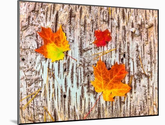 Maple leaves on bark of Birch tree, Keweenaw Peninsula, Upper Peninsula, Alger County, Michigan...-null-Mounted Photographic Print