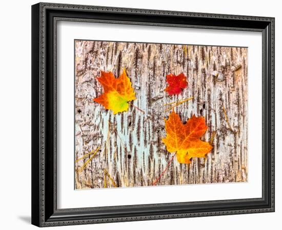 Maple leaves on bark of Birch tree, Keweenaw Peninsula, Upper Peninsula, Alger County, Michigan...-null-Framed Photographic Print