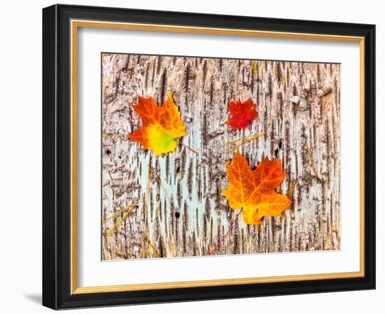 Maple leaves on bark of Birch tree, Keweenaw Peninsula, Upper Peninsula, Alger County, Michigan...-null-Framed Photographic Print