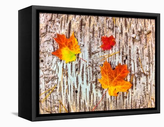 Maple leaves on bark of Birch tree, Keweenaw Peninsula, Upper Peninsula, Alger County, Michigan...-null-Framed Premier Image Canvas