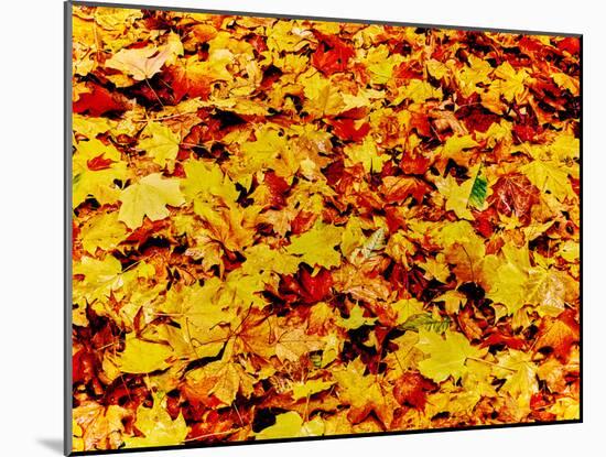 Maple leaves on ground, New York State, USA-null-Mounted Photographic Print