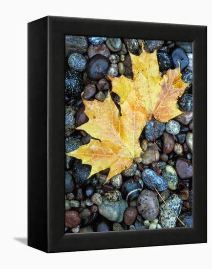 Maple Leaves on Pebble Beach, Lake Superior, Pictured Rocks National Lakeshore, Michigan, USA-Claudia Adams-Framed Premier Image Canvas