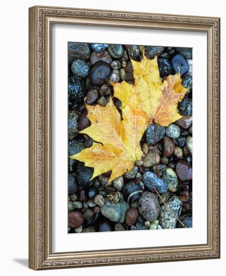 Maple Leaves on Pebble Beach, Lake Superior, Pictured Rocks National Lakeshore, Michigan, USA-Claudia Adams-Framed Photographic Print