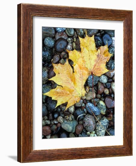 Maple Leaves on Pebble Beach, Lake Superior, Pictured Rocks National Lakeshore, Michigan, USA-Claudia Adams-Framed Photographic Print