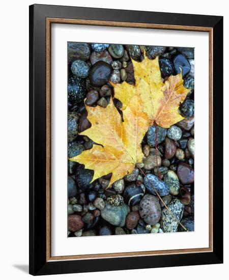 Maple Leaves on Pebble Beach, Lake Superior, Pictured Rocks National Lakeshore, Michigan, USA-Claudia Adams-Framed Photographic Print