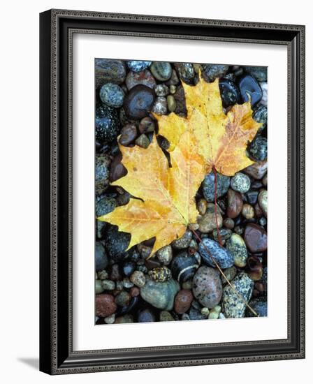 Maple Leaves on Pebble Beach, Lake Superior, Pictured Rocks National Lakeshore, Michigan, USA-Claudia Adams-Framed Photographic Print