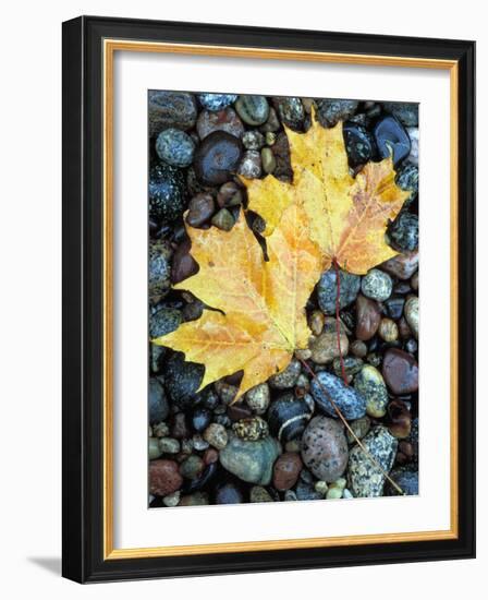 Maple Leaves on Pebble Beach, Lake Superior, Pictured Rocks National Lakeshore, Michigan, USA-Claudia Adams-Framed Photographic Print