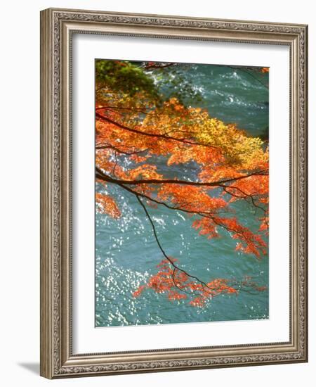 Maple Leaves Over River Uji-null-Framed Photographic Print