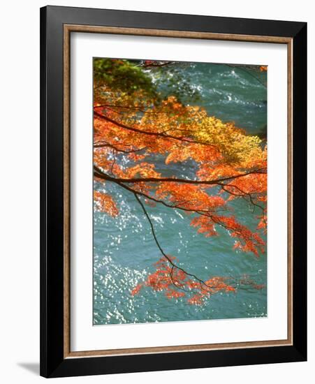 Maple Leaves Over River Uji-null-Framed Photographic Print