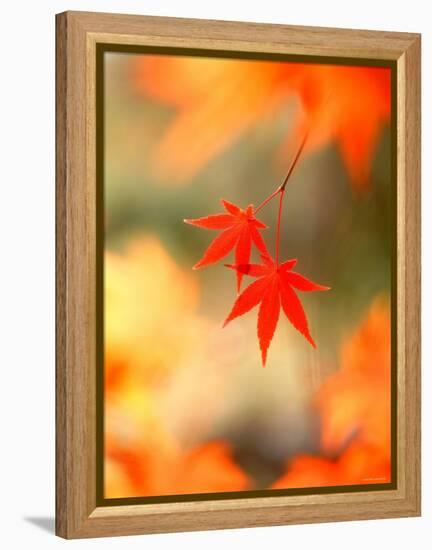 Maple Leaves-null-Framed Premier Image Canvas