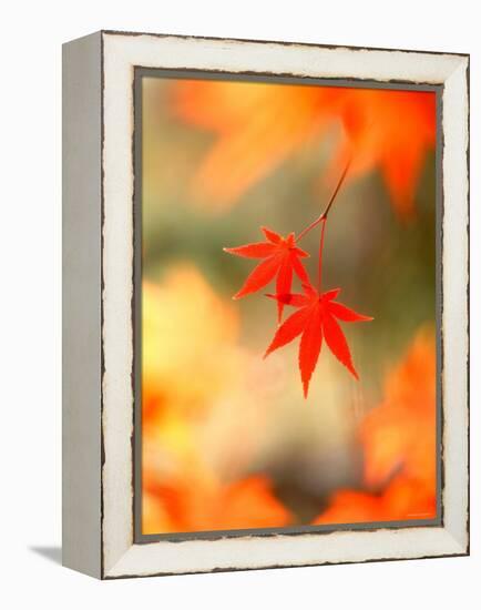 Maple Leaves-null-Framed Premier Image Canvas