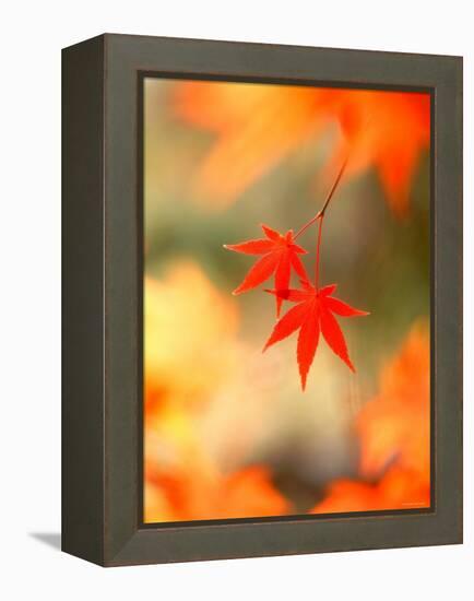 Maple Leaves-null-Framed Premier Image Canvas