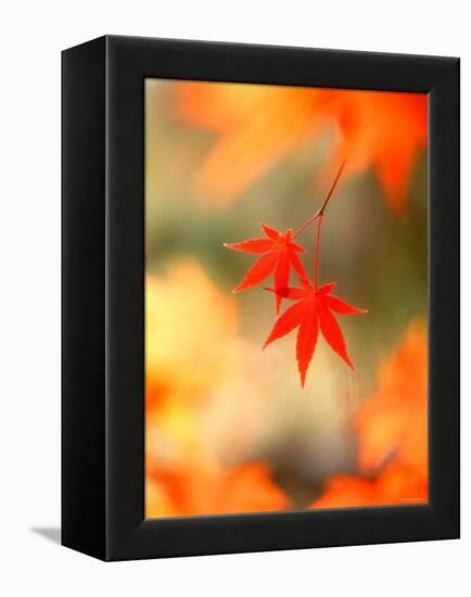 Maple Leaves-null-Framed Premier Image Canvas