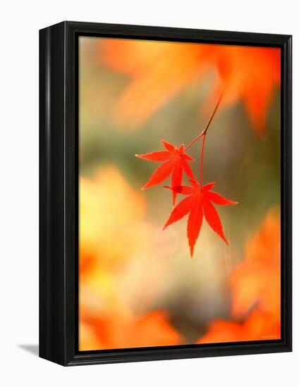 Maple Leaves-null-Framed Premier Image Canvas