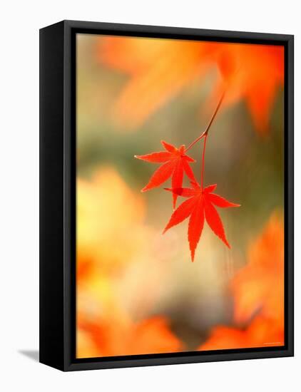 Maple Leaves-null-Framed Premier Image Canvas