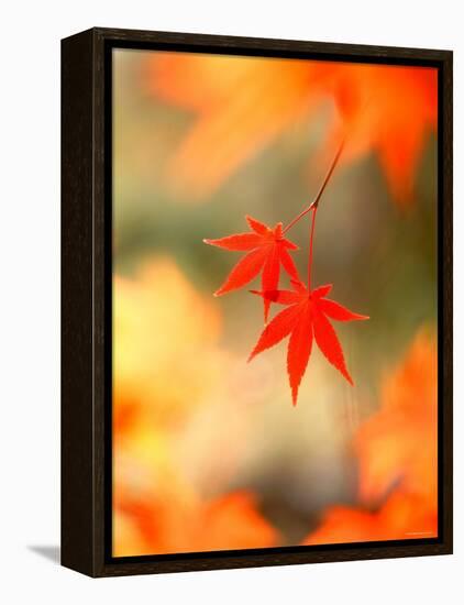 Maple Leaves-null-Framed Premier Image Canvas