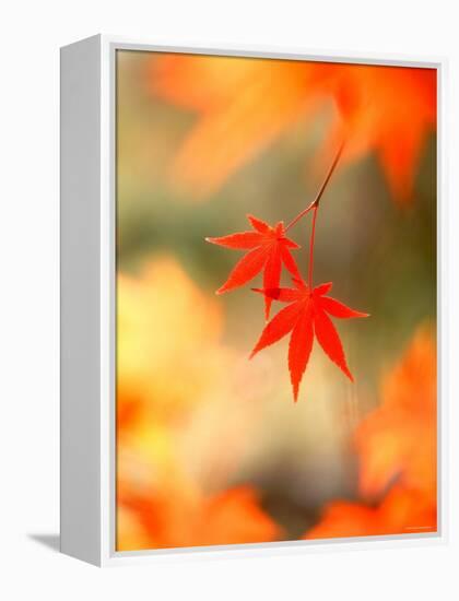 Maple Leaves-null-Framed Premier Image Canvas