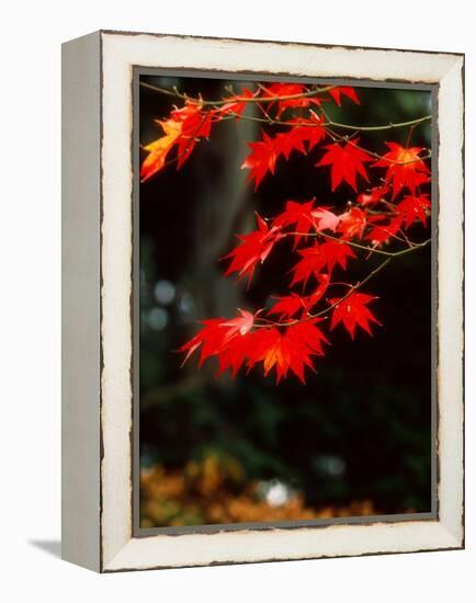 Maple Leaves-null-Framed Premier Image Canvas