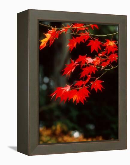 Maple Leaves-null-Framed Premier Image Canvas