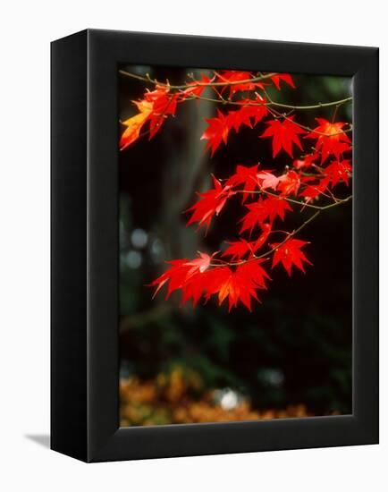 Maple Leaves-null-Framed Premier Image Canvas