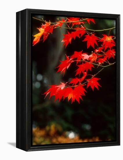 Maple Leaves-null-Framed Premier Image Canvas