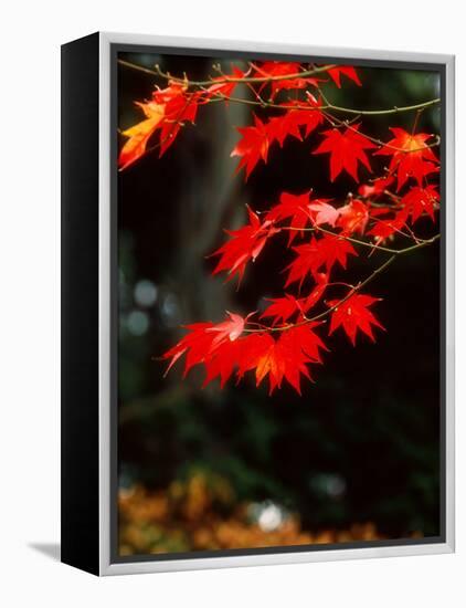 Maple Leaves-null-Framed Premier Image Canvas