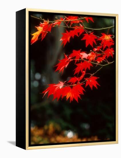 Maple Leaves-null-Framed Premier Image Canvas