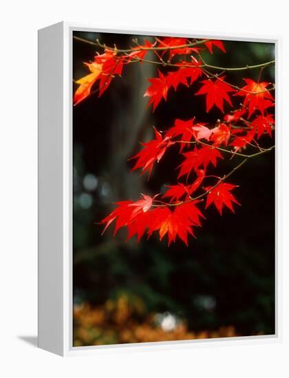 Maple Leaves-null-Framed Premier Image Canvas
