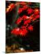 Premium Photographic Print
