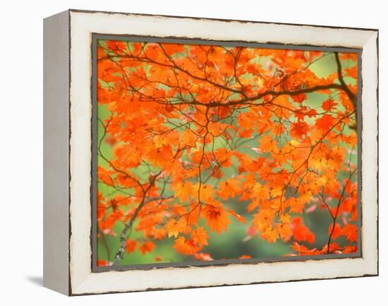 Maple Leaves-null-Framed Premier Image Canvas