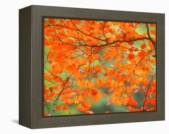 Maple Leaves-null-Framed Premier Image Canvas