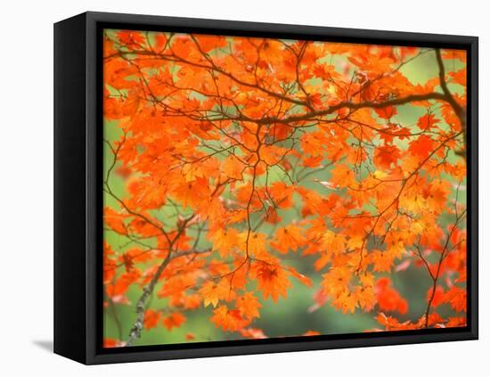 Maple Leaves-null-Framed Premier Image Canvas