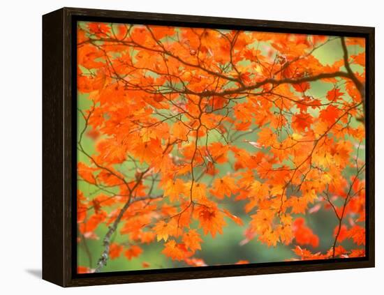 Maple Leaves-null-Framed Premier Image Canvas