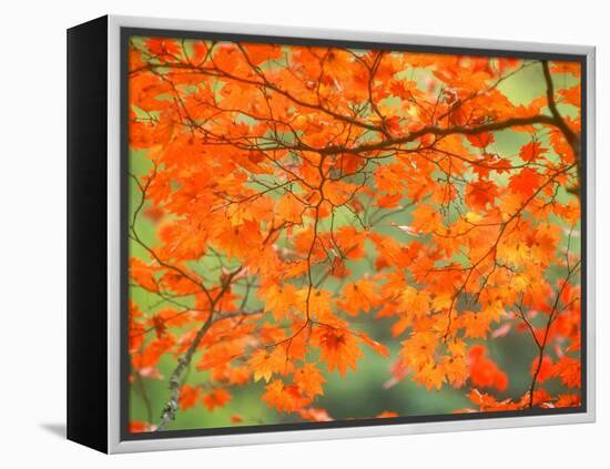 Maple Leaves-null-Framed Premier Image Canvas