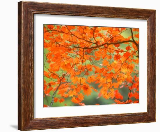 Maple Leaves-null-Framed Premium Photographic Print