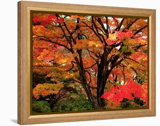 Maple Leaves-null-Framed Premier Image Canvas