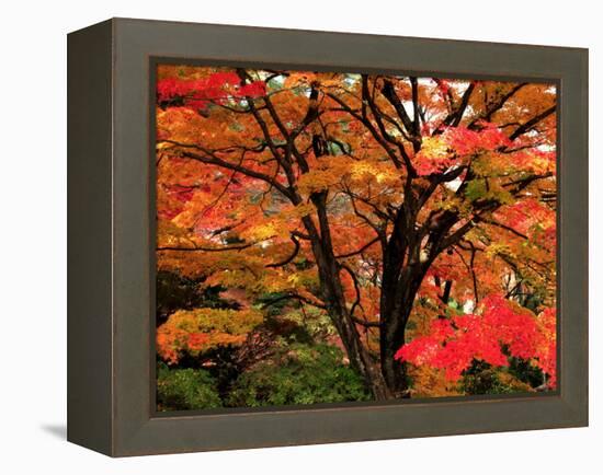 Maple Leaves-null-Framed Premier Image Canvas