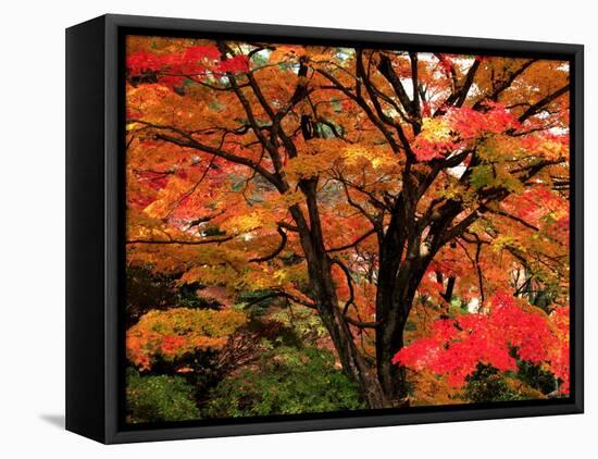 Maple Leaves-null-Framed Premier Image Canvas