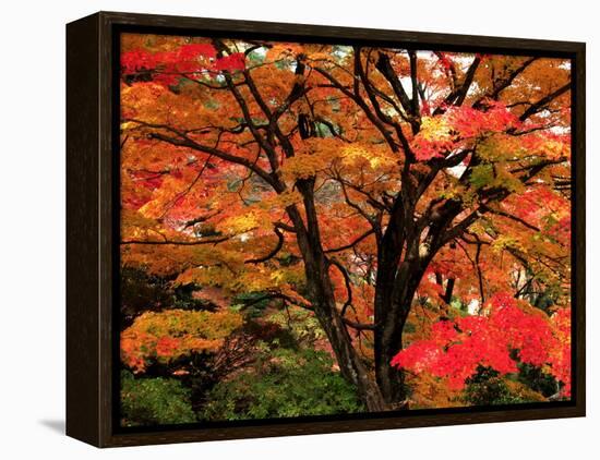 Maple Leaves-null-Framed Premier Image Canvas