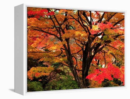 Maple Leaves-null-Framed Premier Image Canvas