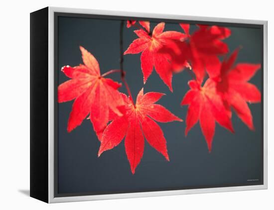 Maple Leaves-null-Framed Premier Image Canvas