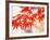 Maple Leaves-null-Framed Photographic Print