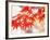 Maple Leaves-null-Framed Photographic Print