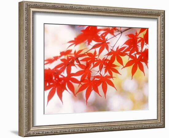 Maple Leaves-null-Framed Photographic Print