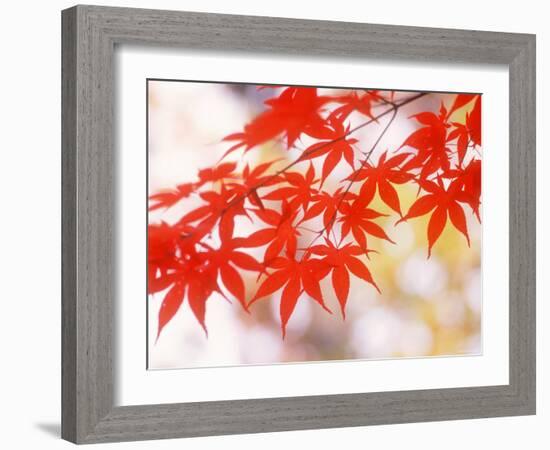 Maple Leaves-null-Framed Photographic Print