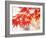 Maple Leaves-null-Framed Photographic Print