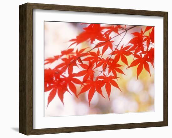 Maple Leaves-null-Framed Photographic Print