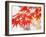 Maple Leaves-null-Framed Photographic Print