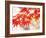 Maple Leaves-null-Framed Photographic Print